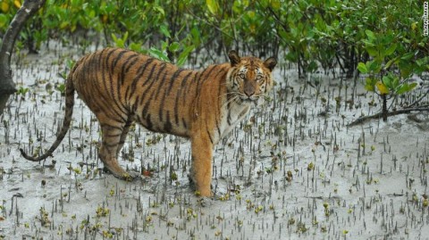 孟加拉虎可能在50年內從地球上絕種。