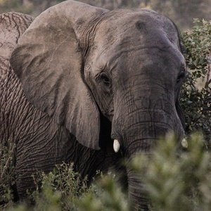 雖然非洲象偷獵減少了，牠們還面臨滅絕。