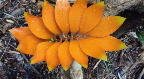 Zamia pyrophylla.