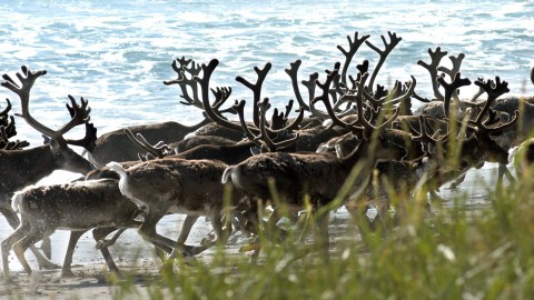 2009年11月11日，一隻馴鹿群在挪威Jarfjord的海灘上散步。