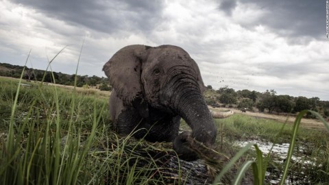 Some African countries want to tackle a wildlife taboo. Whether to start selling ivory again