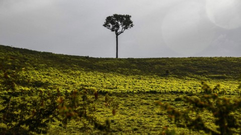 Brazil: Cutting Trees for China Threatens Amazon Rain Forest
