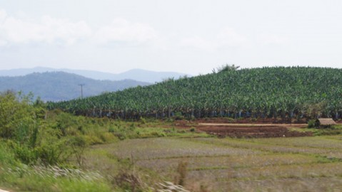 Lao Villagers Sickened by Chemical Run-off From Chinese Banana Farms