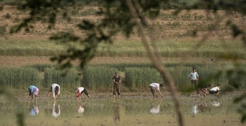 朝鮮饑荒缺人手 讓外國遊客「插秧種稻」