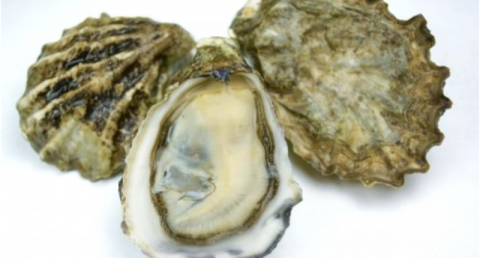 A deadly herpes virus is threatening oysters around the world