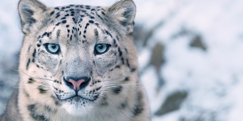 Stunning new photos show the faces of animals on the verge of extinction