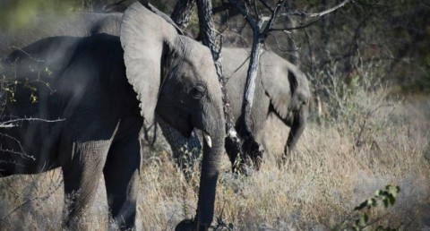 White House says elephant trophy decision not yet finalized