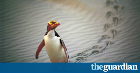 Fears for world's rarest penguin as population plummets