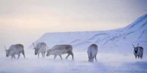 Why an 'unprecedented' number of reindeer killings are happening in Norway