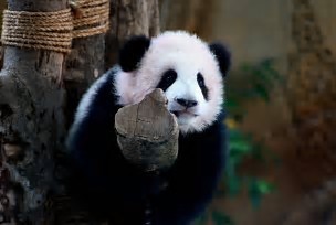 In this Aug. 23, 2016 file photo, a giant panda named Nuan Nuan is shown at the Giant Panda Conservation Center at the National Zoo in Kuala Lumpur, Malaysia. (AP Photo/Joshua Paul, File)