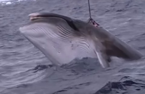 The horrific footage of whales being slaughtered the Australian government wanted no one to see