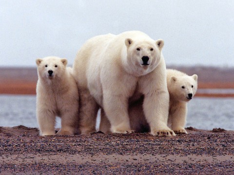 On top of a tax break for billionaires, Republicans just voted to allow drilling in the Arctic