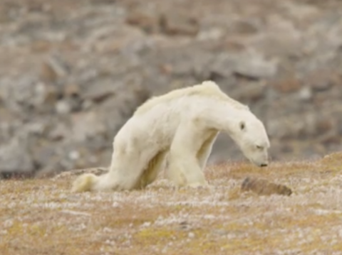 Film crew in tears over footage of starving polar bear