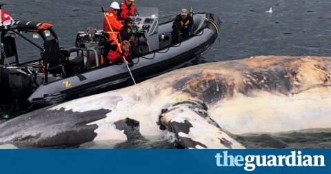 North Atlantic right whales on the brink of extinction, officials say