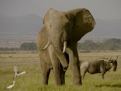 Poll finds 85% of the British public supports a ban on ivory sales
