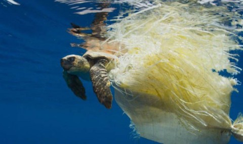Beyond Blue Planet 2: Plastic ocean horror claiming hundreds of turtles a year