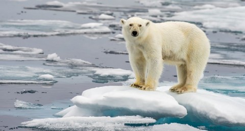 Polar bear on melting arctic ice (Shuttershock)