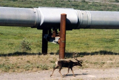 A caribou walks next to a section of an oil pipeline near the Brooks Range. The pipeline carries oil from the Arctic and Prudhoe Bay on the North Slope to Valdez, Alaska. Photo: Stan Shebs