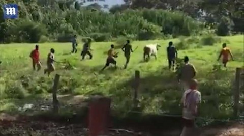 Dozens of men shout 'we are hungry' and 'people are suffering' as they surround the cow in the field (pictured), throwing stones at it and beating it with a stick. Photo: CEN