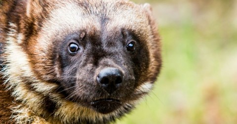 The wolverine is a species currently proposed for listing as threatened under the Endangered Species Act. Photo: Creatista/Getty Images