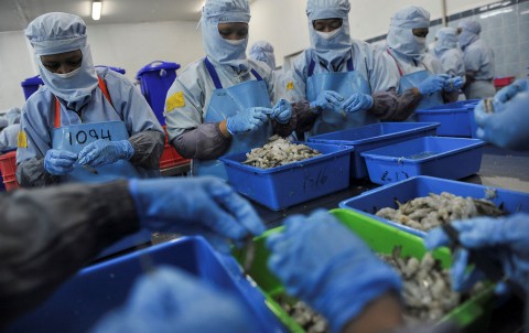 Workers sort shrimp for processing at the PT Kelola Mina Laut seafood-processing facility in Gresik, East Java, Indonesia, October 6, 2016. Photo:Antara Foto/ Zabur Karuru / via Reuters