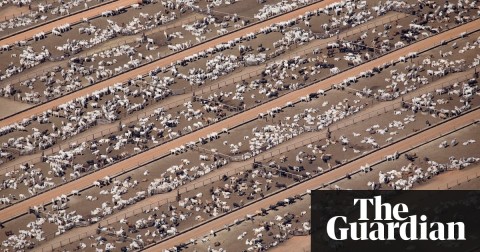 A cattle farm in Mato Grosso, Brazil. 60% of all mammals on Earth are livestock. Photo: Daniel Beltra/Greenpeace