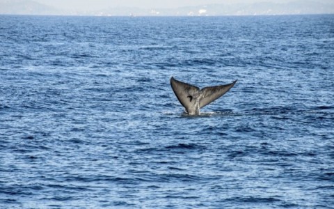 該如何遏止日本「殘酷的」捕鯨活動呢?