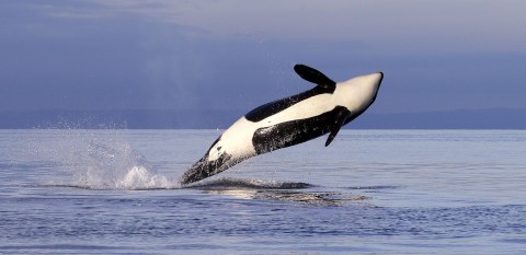 環保組織威脅漁業服務機構擴大虎鯨棲息地保護