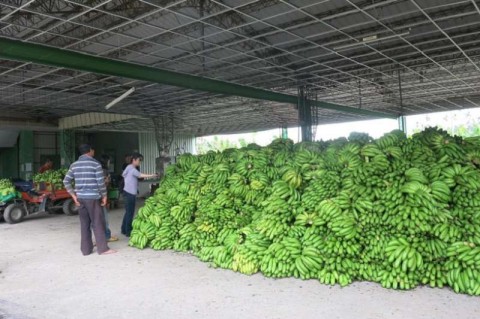 大數據解決蕉農困境─台灣農業4.0何去何從