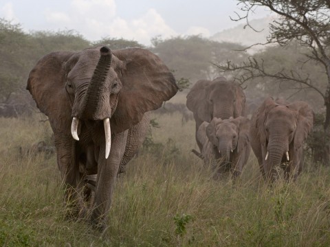 新的研究報告指出：歐洲非法的象牙交易正在加速大象滅絕