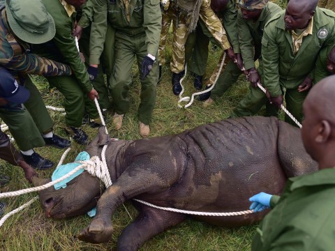 Eight out of 11 endangered black rhinos die after move to Kenyan national park