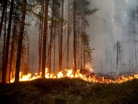 Sweden calls for international help as wildfires rage in Arctic circle