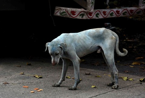 インドで「青い犬」が話題に 染料排出疑いの工場閉鎖