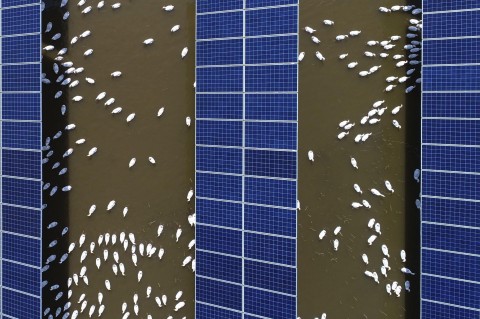 In this June 14, 2018, photo, ducks swim underneath the solar panels built on a duck farm in Binzhou in east China's Shandong province. (Chinatopix via AP)