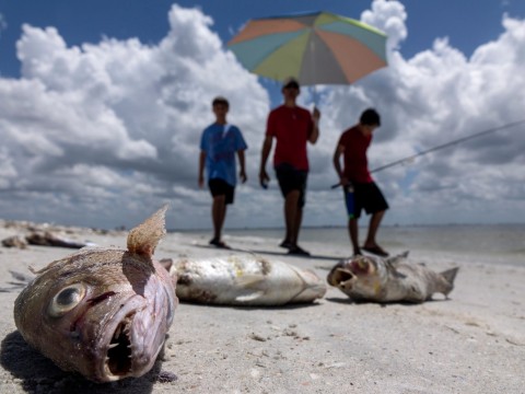 Red Tide sparks state of emergency in Florida as turtles, porpoises, and sharks wash ashore dead