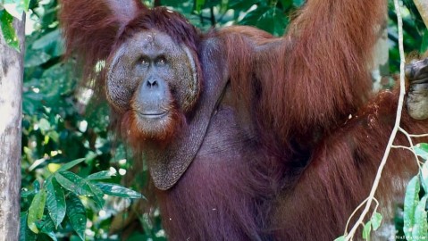 Ritchie, an Alpha male orangutan in the Semengoh Wildlife Center. Photo: Niall Macaulay