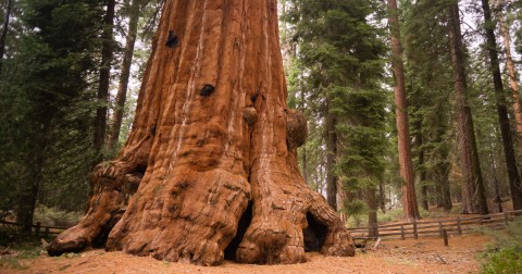 Trump plan could open this giant Sequoia monument to logging