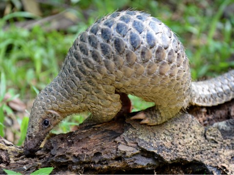Pangolins in China are under threat due to the illegal trade in their meat and scales. Photo: Roslan Rahman / AFP/Getty Images