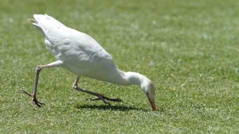 A white stork catches a cricket on the pitch, during the cricket One Day International final between South Africa and Australia in Harare, Zimbabwe, Saturday, Sept. 6, 2014.