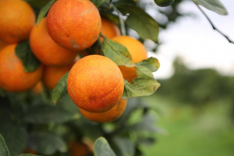 拉丁美洲種植柳橙的農民在美國貿易戰的衝擊下，面臨進口價與需求量都降低的危機