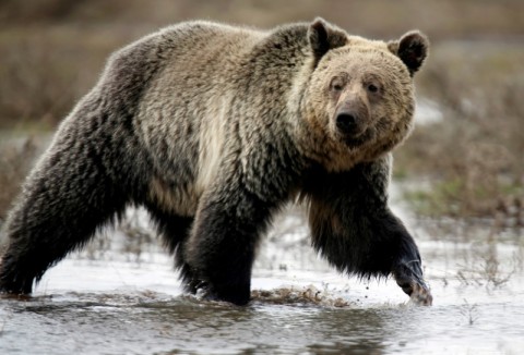 美最高法院再度認定灰熊為保育類動物-恢復睽違40年的禁獵