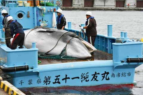 A minke whale is hauled ashore at Kushiro port in Hokkaido in 2016. Japan's proposal to ease the International Whaling Commission's rules was voted down earlier this month at the body's annual meeting. Photo: Kyodo