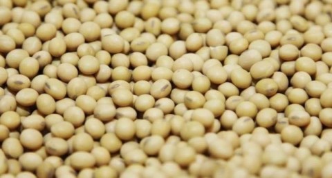 A bushel of soybeans on display in the Monsanto research facility in Creve Coeur, Missouri, July 28, 2014. Photo: Tom Gannam for Reuters