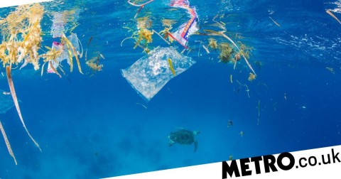 There are probably microscopic pieces of plastic in your solid waste that came from ingested food, scientists have discovered. Photo: Getty/National Geographic