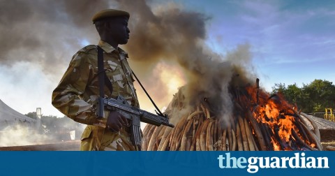 "They're like the mafia": the super gangs behind Africa's poaching crisis