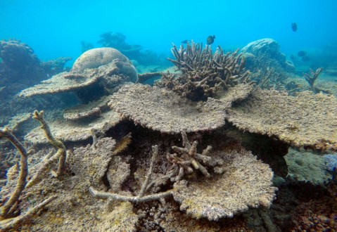 社論》大堡礁正在消亡，而全球暖化也成為現實
