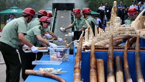 中國宣布關閉象牙市場能拯救大象嗎？