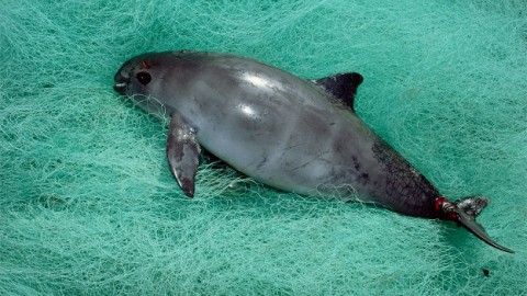 World’s most endangered marine mammal down to 30 individuals