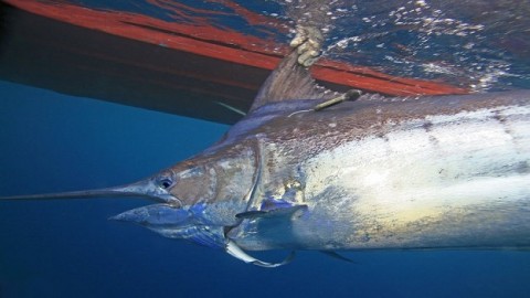 Fish under threat from ocean oxygen depletion, study finds